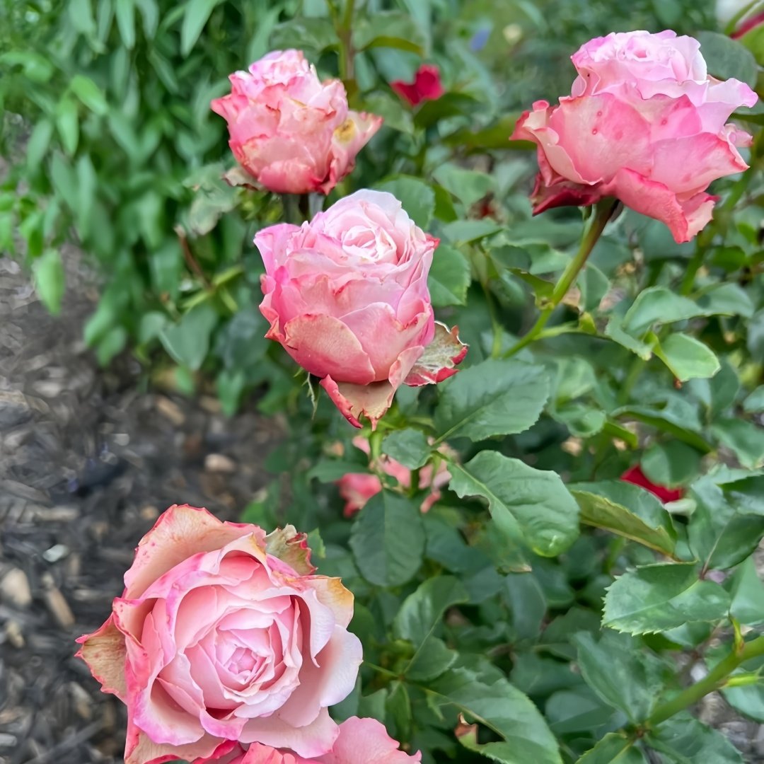 Belize Rose Plant｜伯利兹 image 6