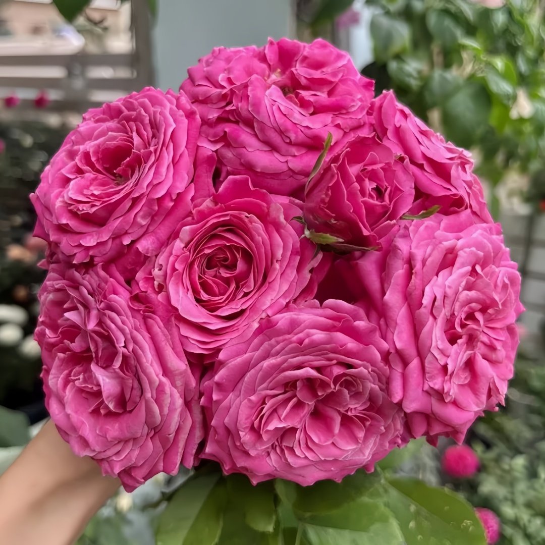 All four love Rose Plant｜四爱 image 7