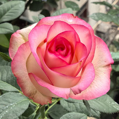 Jumilia Rose Plant｜艾莎 image 0