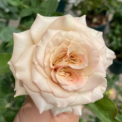 Ailes Rose Plant|翅膀/翼天使/第九天使 image 2