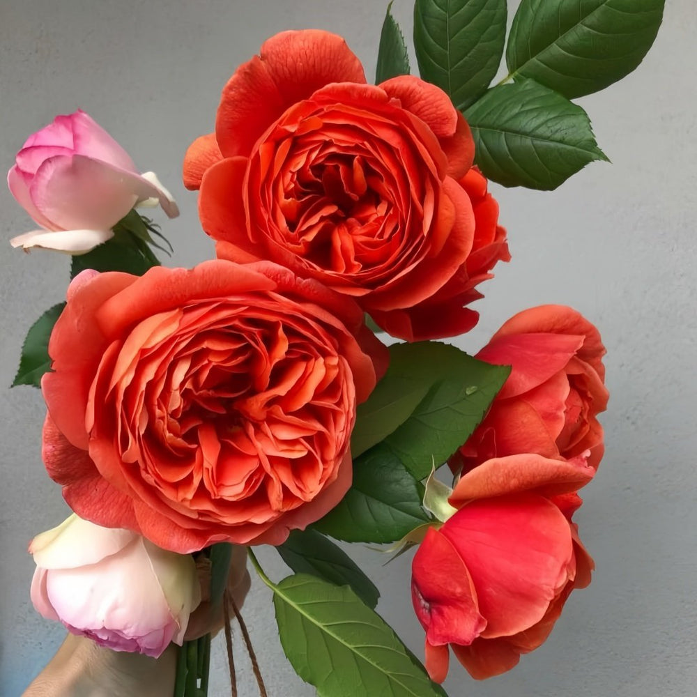 Summer Song Rose Plant｜颂夏 image 1