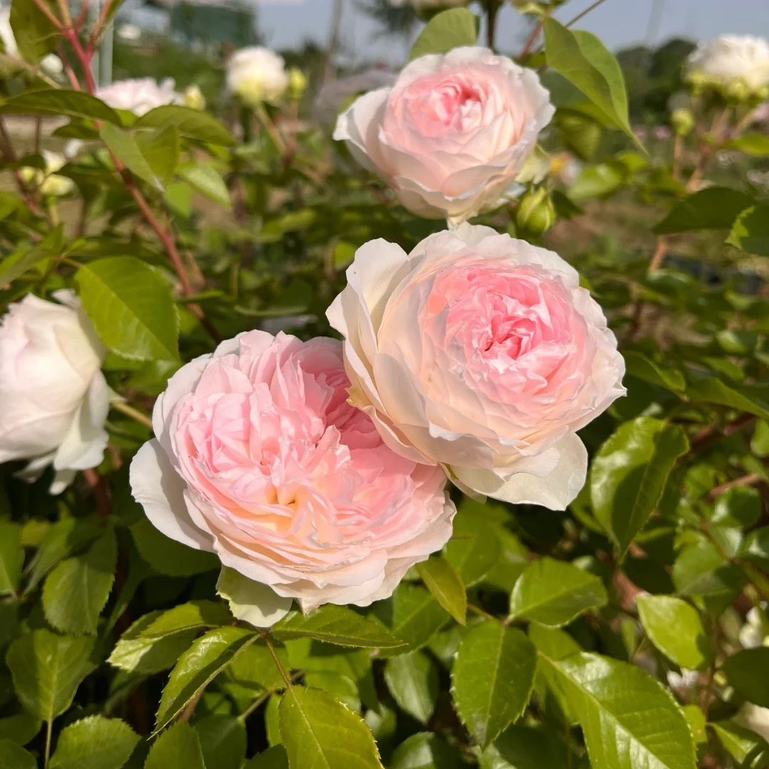 Roxann Rose Plant｜罗克珊 image 6