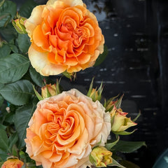 Mighty Rose Plant|甜橙 image 3