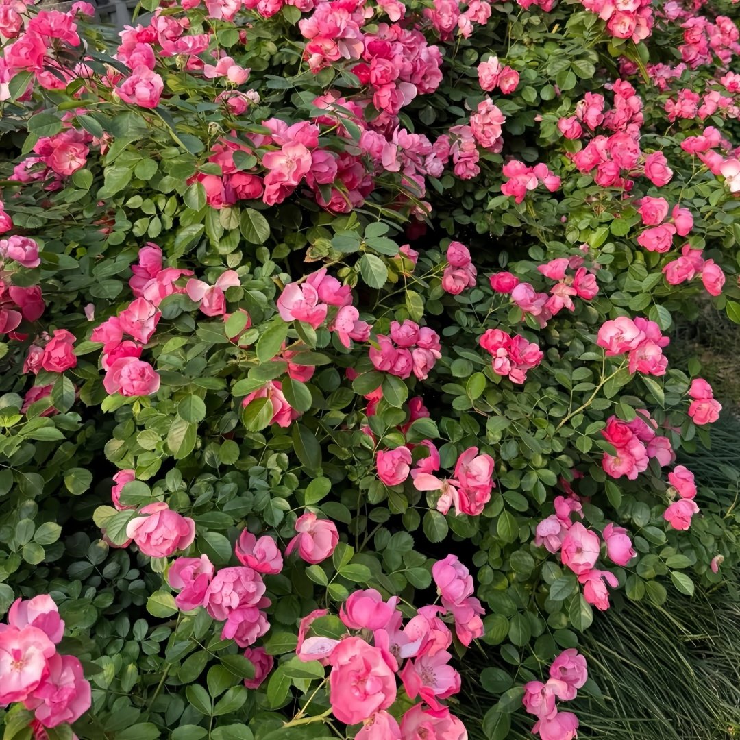Angela Rose Plant｜安吉拉 image 8