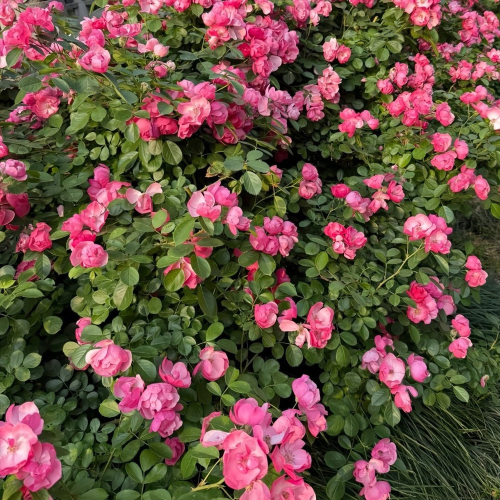 Angela Rose Plant｜安吉拉 image 8