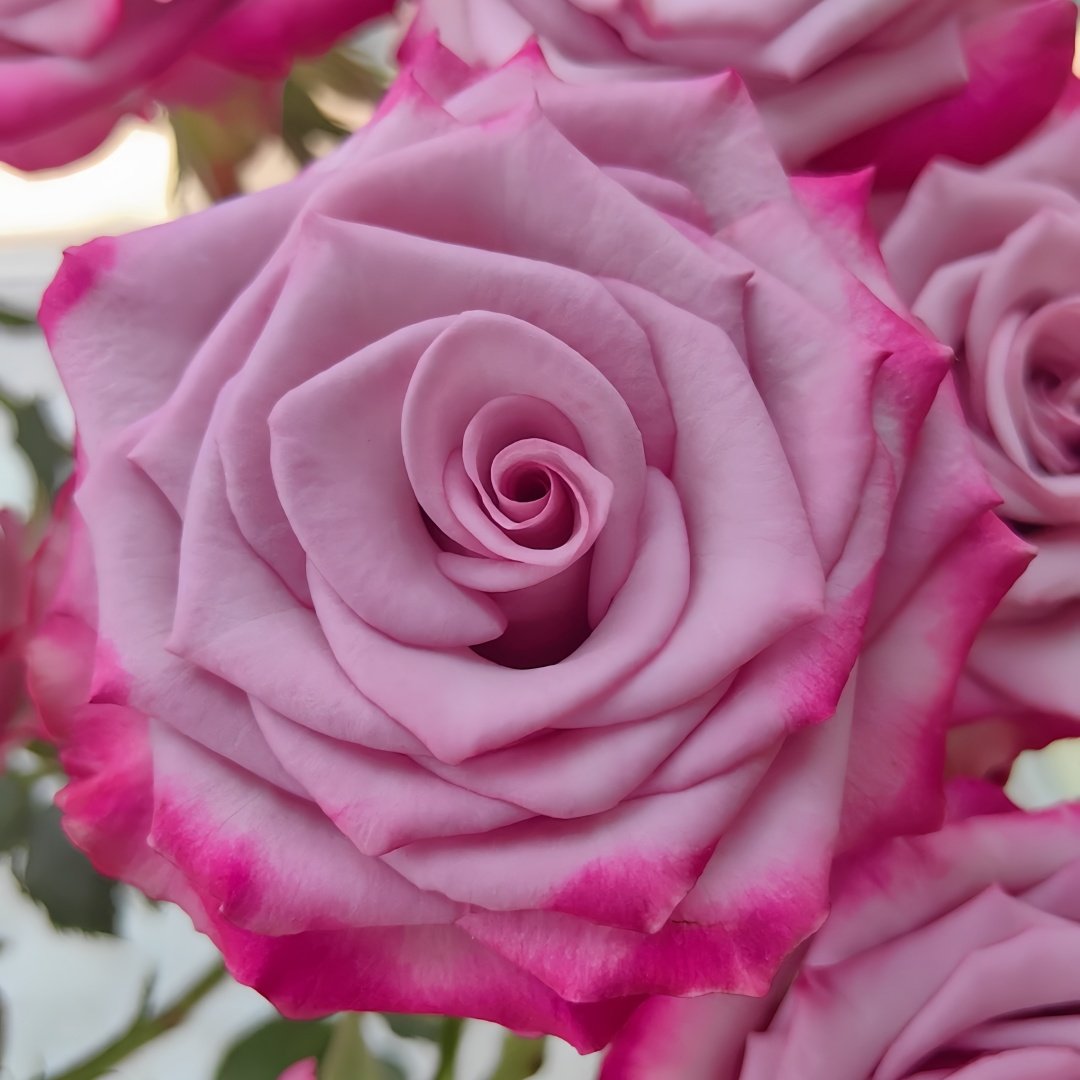 Deep Purple Rose Plant｜一片深紫 image 4