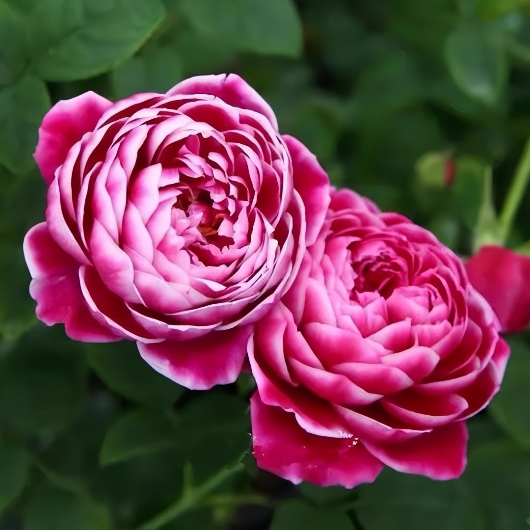 Japanese Mary Rose Plant|日本玛丽 image 8