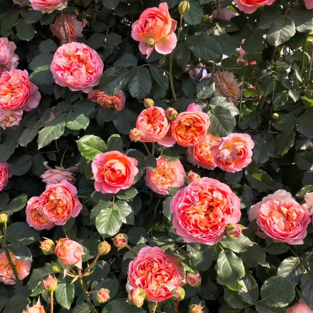 JinYan Rose Plant | 锦嫣 image 7