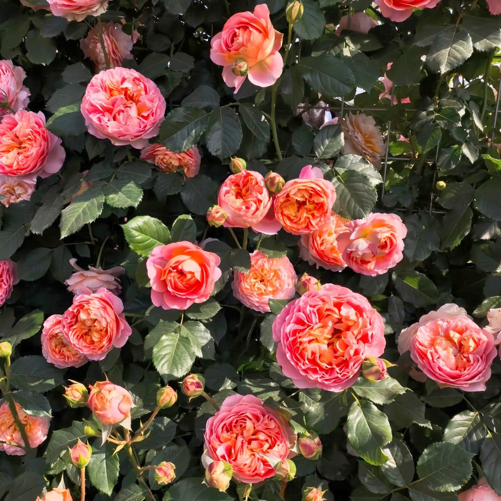 JinYan Rose Plant | 锦嫣 image 7