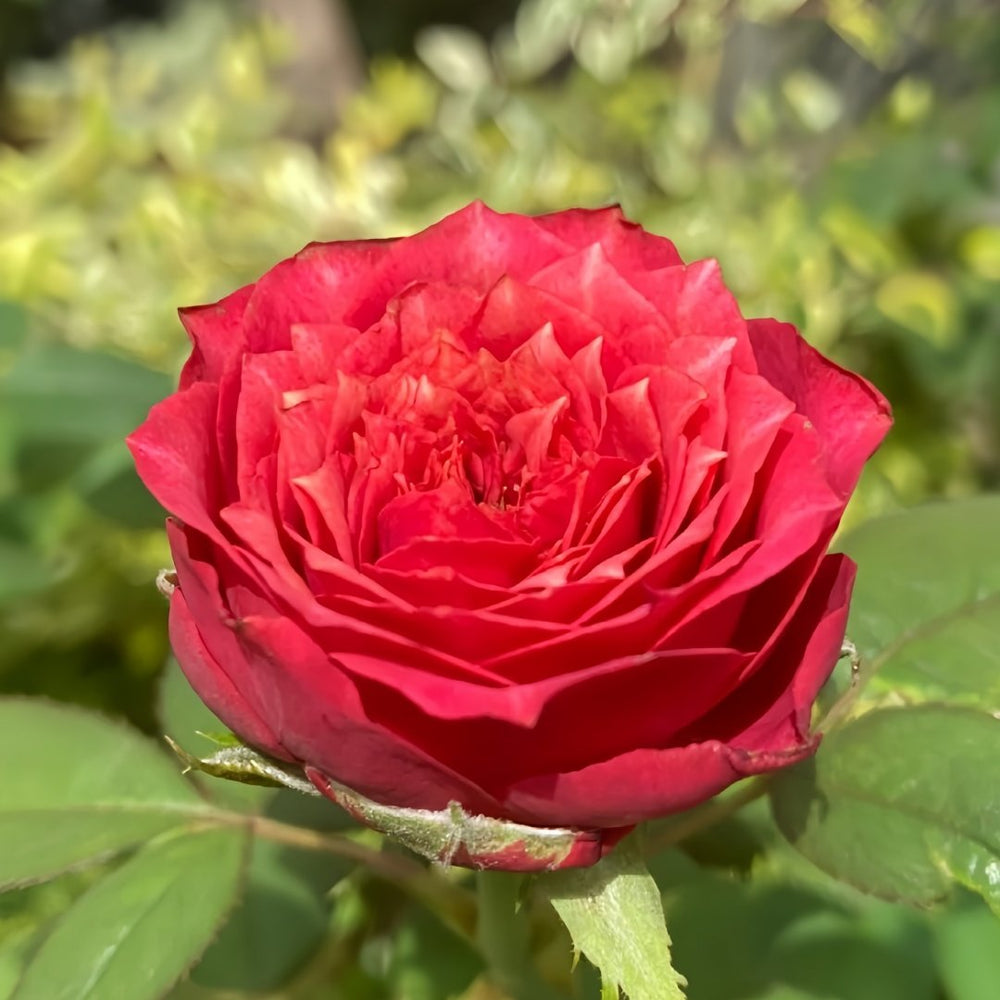 Magic Vuvuzela Rose Plant｜魔法珊瑚心 image 3