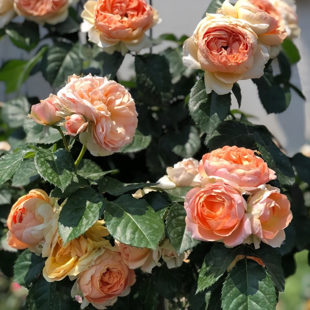 Abricot Terrazza Rose Plant｜杏色露台 image 5