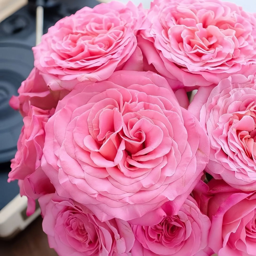 Ashley Rose Plant|艾希丽 image 5