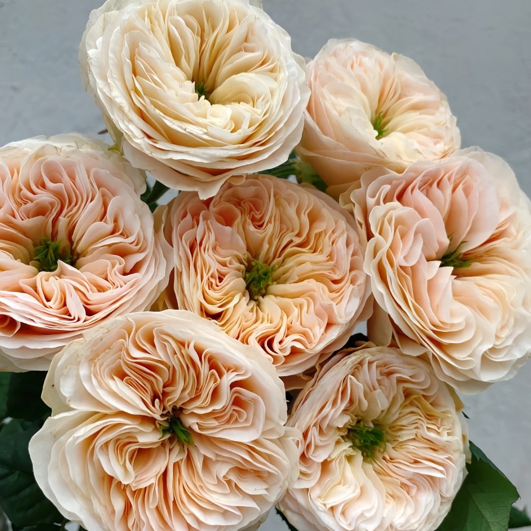 Stanley Abbey Rose Plant｜斯坦利修道院 image 2