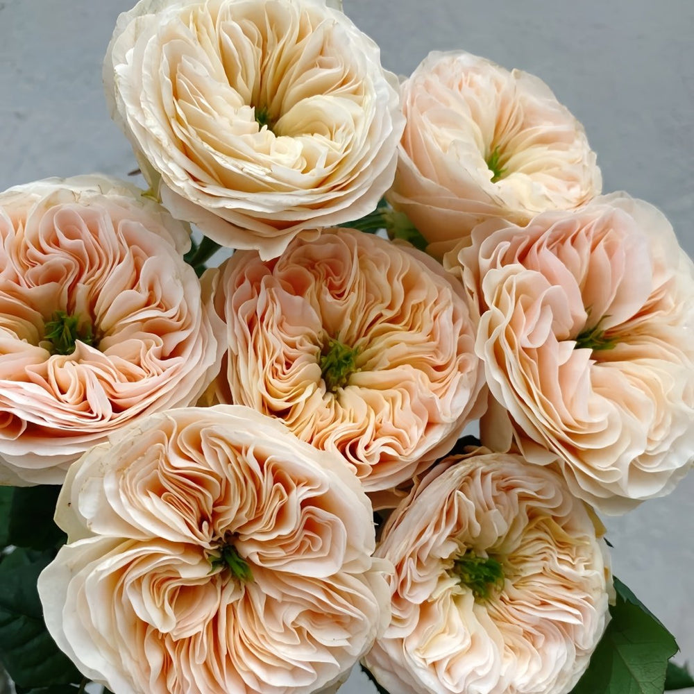 Stanley Abbey Rose Plant｜斯坦利修道院 image 2