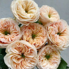 Stanley Abbey Rose Plant｜斯坦利修道院 image 2