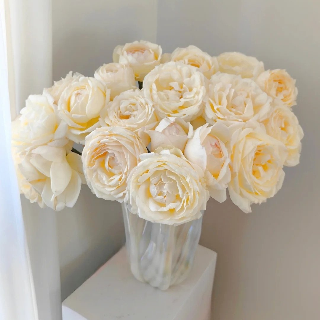 Cream Yves Piaget Rose Plant | 奶油伊芙伯爵 image 9