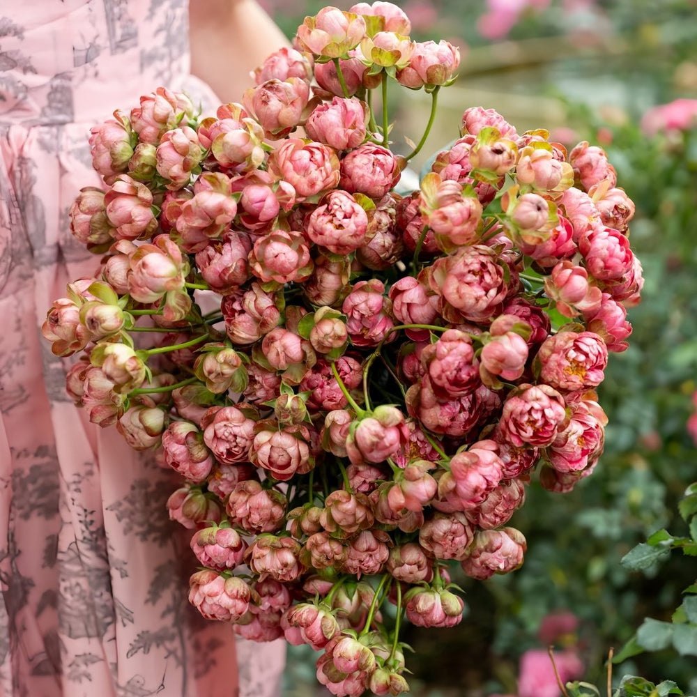 Princess Pinku Rose Plant|品库公主 image 0