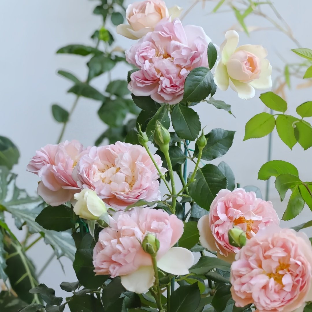 Antoinette Rose Plant|绝代艳后 image 9