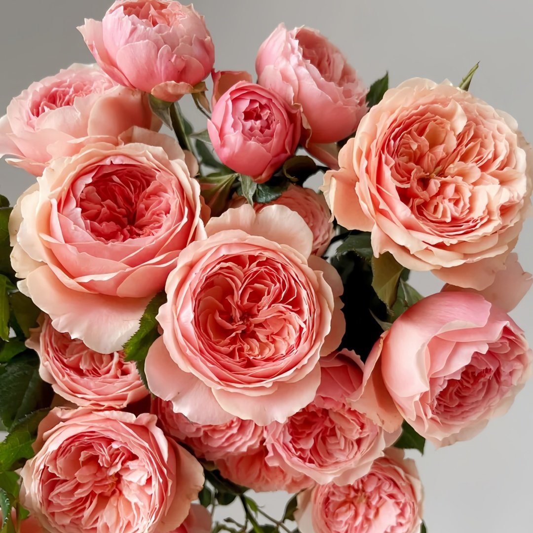 Masora Rose Plant| 真宙 image 0