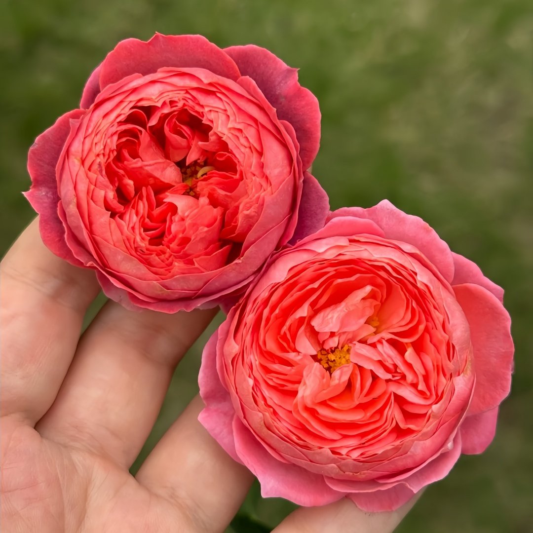 Summer Fireworks Rose Plant|夏日花火 image 7