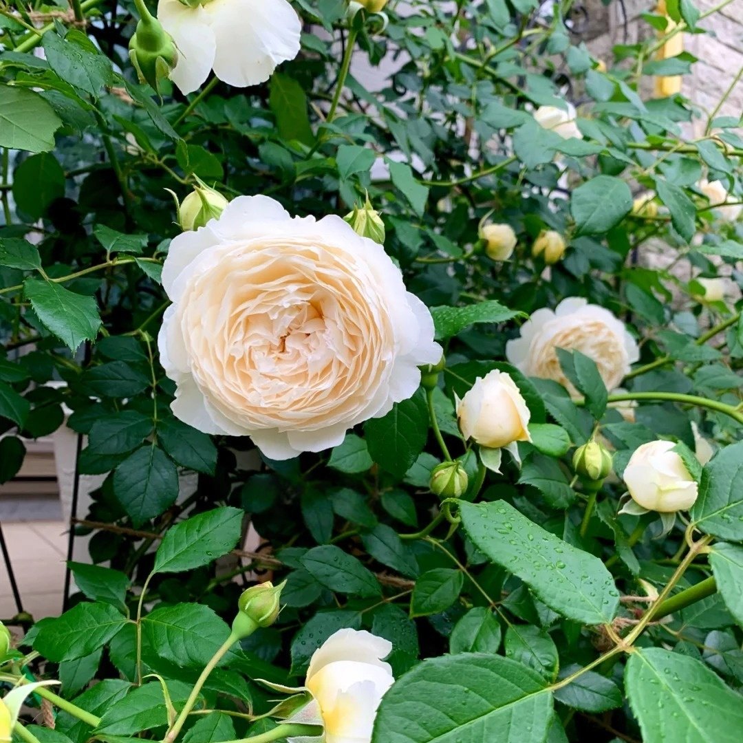 Claire Austin Rose Plant|克莱尔奥斯汀 image 3