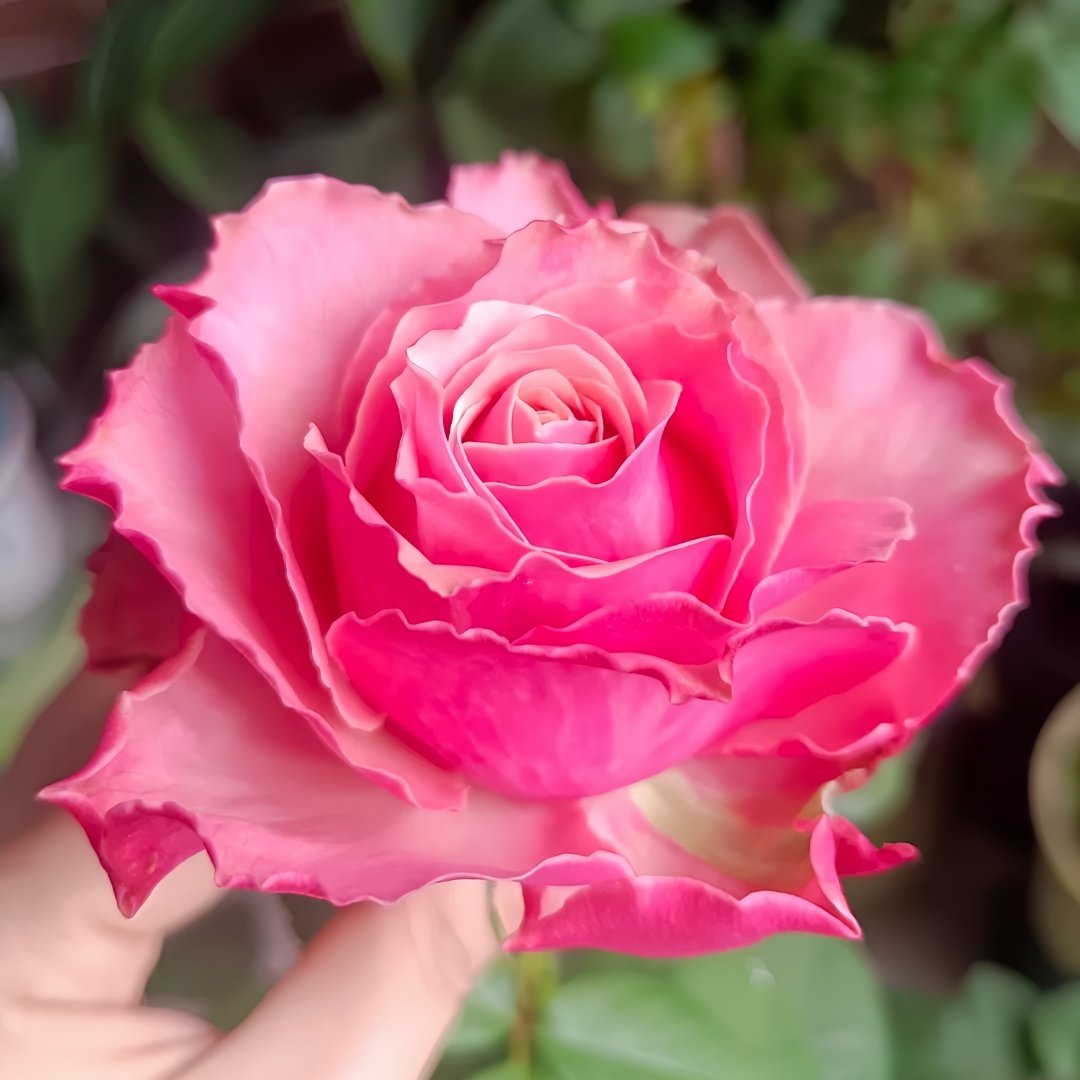Belize Rose Plant｜伯利兹 image 3