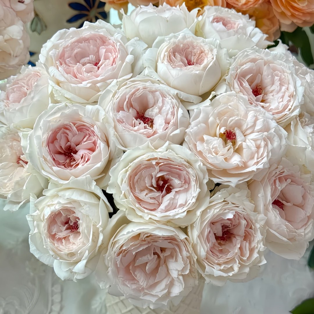 Light Makeup Rose Plant|薄化妆 image 6