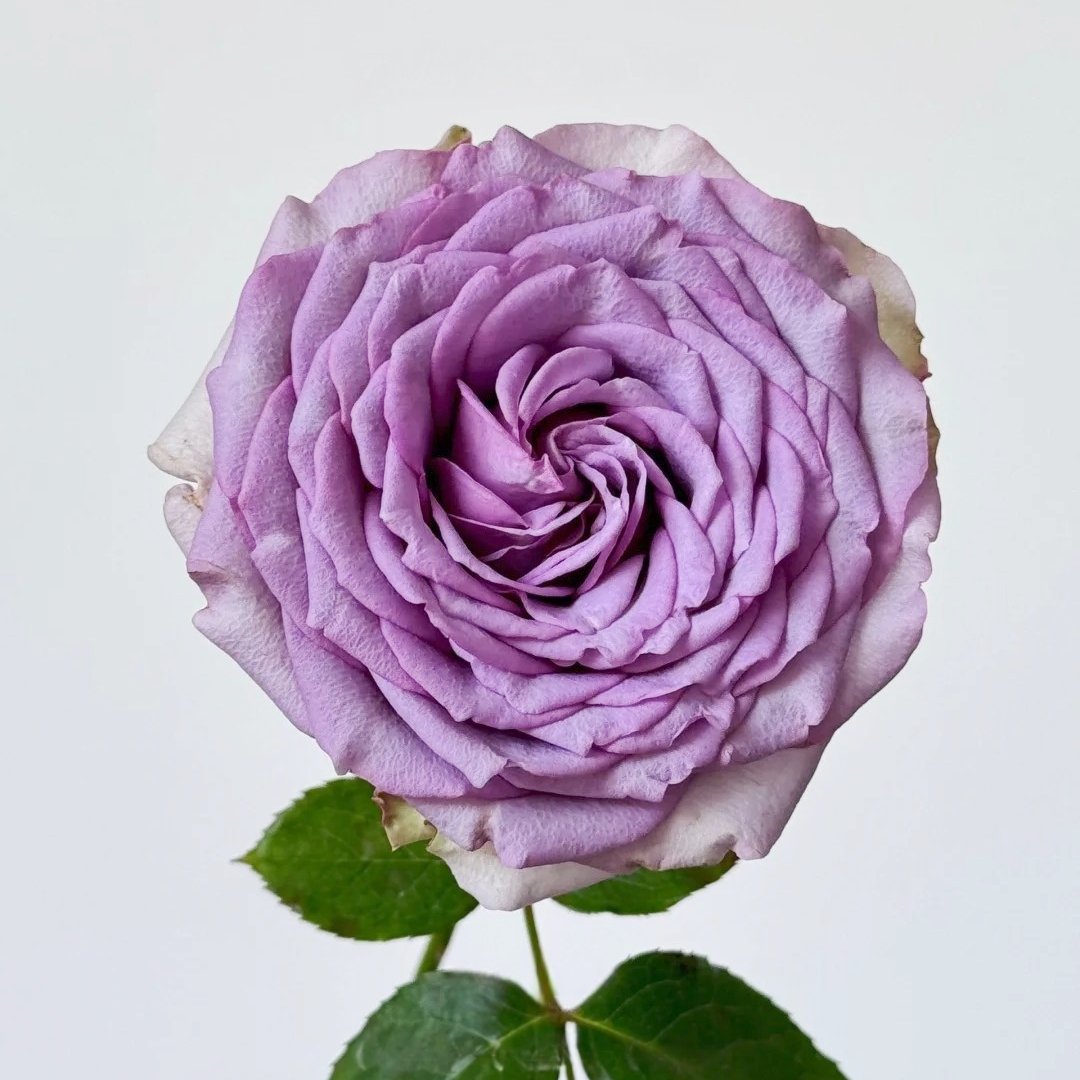 Coffret Rose Plant | 首饰盒 image 1