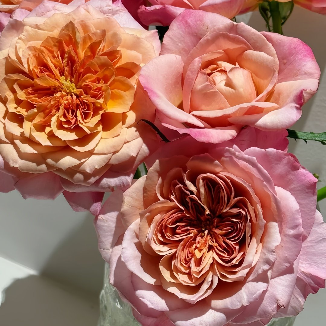 Miyabi Cha Rose Plant|茶雅 image 7