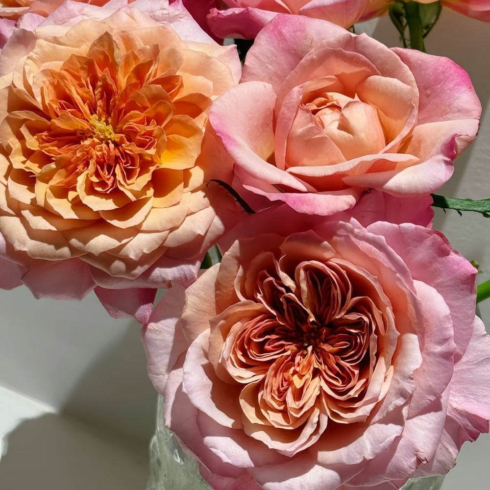 Miyabi Cha Rose Plant|茶雅 image 7