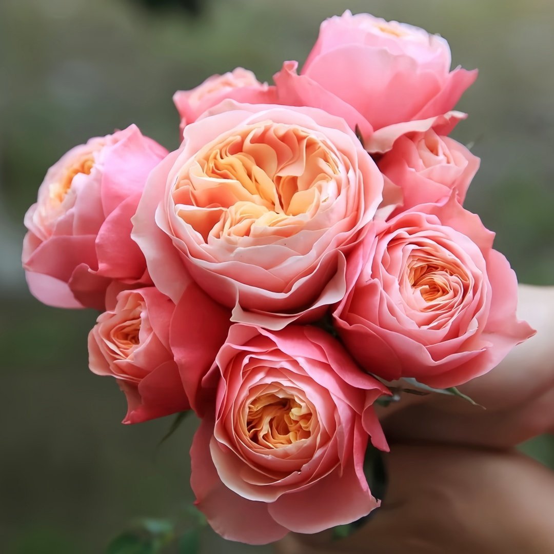 Vuvuzela Rose Plant|温柔珊瑚心 image 4