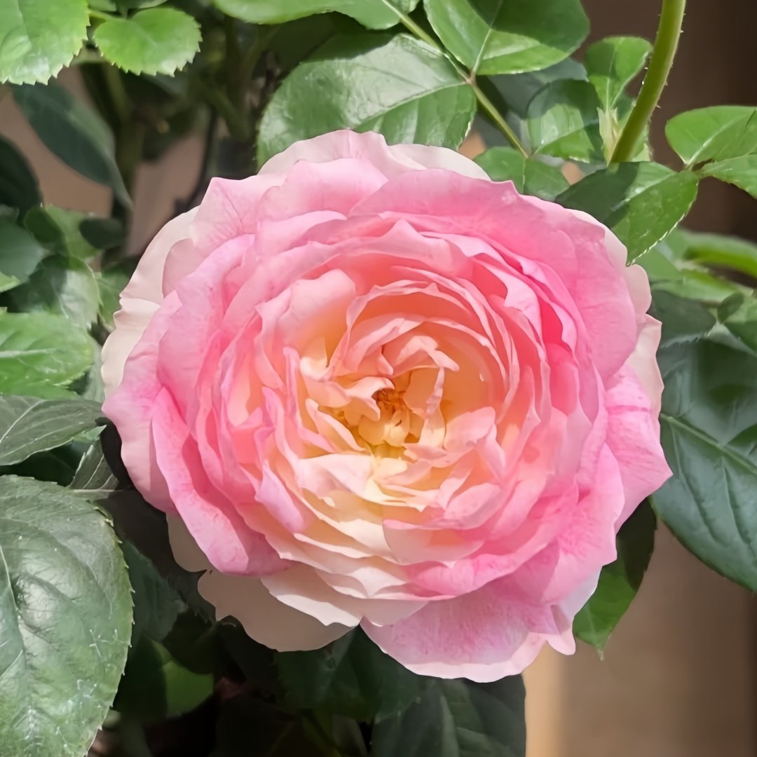 Le Rire Rose Plant｜乐咲 image 2
