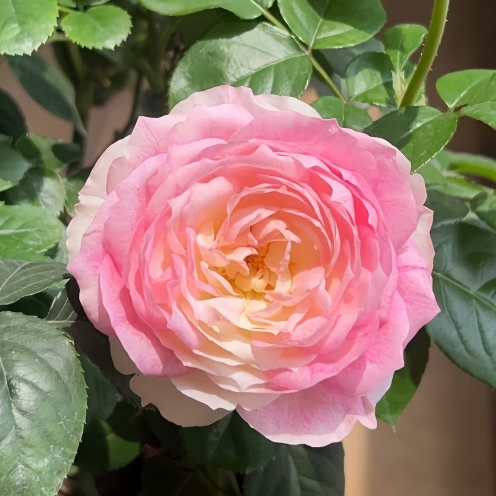 Le Rire Rose Plant｜乐咲 image 2