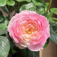 Le Rire Rose Plant｜乐咲 image 2