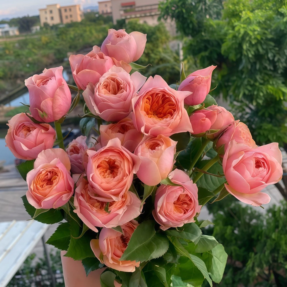 Vuvuzela Rose Plant|温柔珊瑚心 image 8