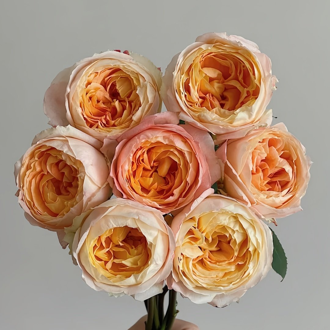 Princess Aiko Rose Plant|爱子公主 image 0