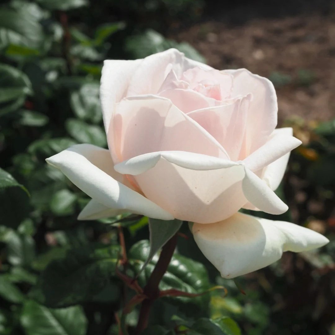 Prince Jardinier Rose Plant|园艺王子 image 2