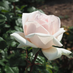 Prince Jardinier Rose Plant|园艺王子 image 2