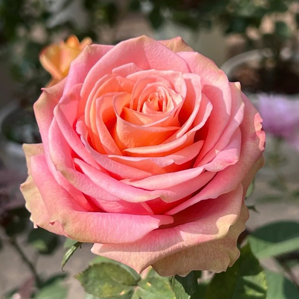 Love Pearl Rose Plant | 爱之珠 image 7