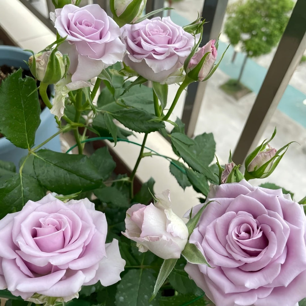 Cool Water Rose Plant|冷美人 image 5