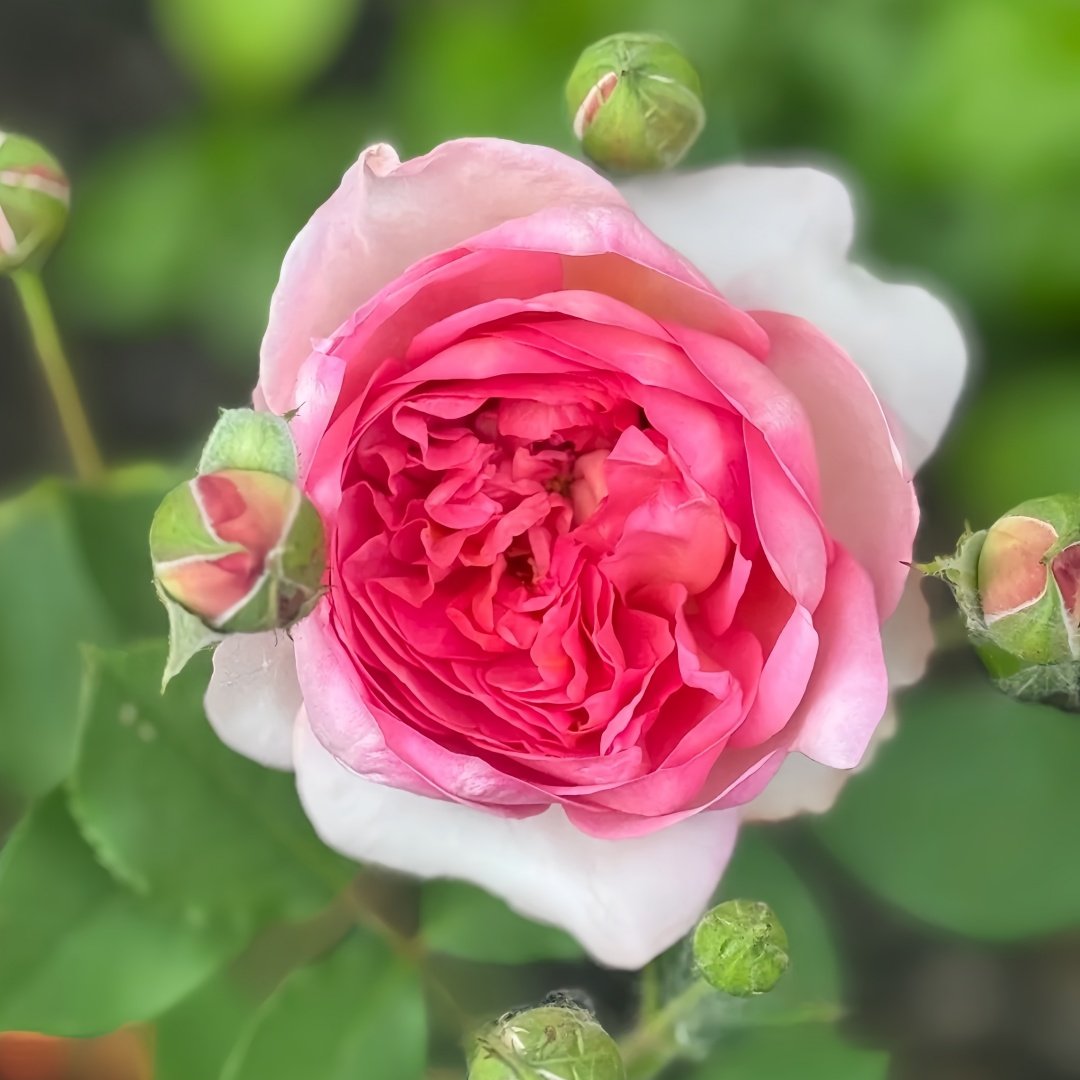 Shalimar Rose Plant｜夏莉玛 image 4