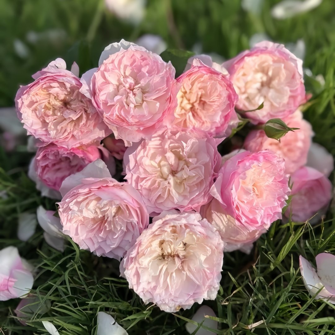Le Rire Rose Plant｜乐咲 image 9