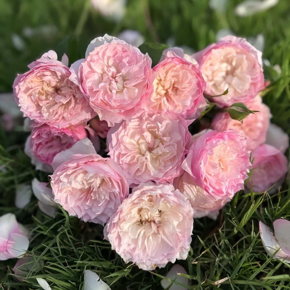 Le Rire Rose Plant｜乐咲 image 9
