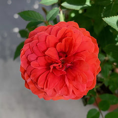Rouge Rose Plant｜胭脂红玫瑰 image 0