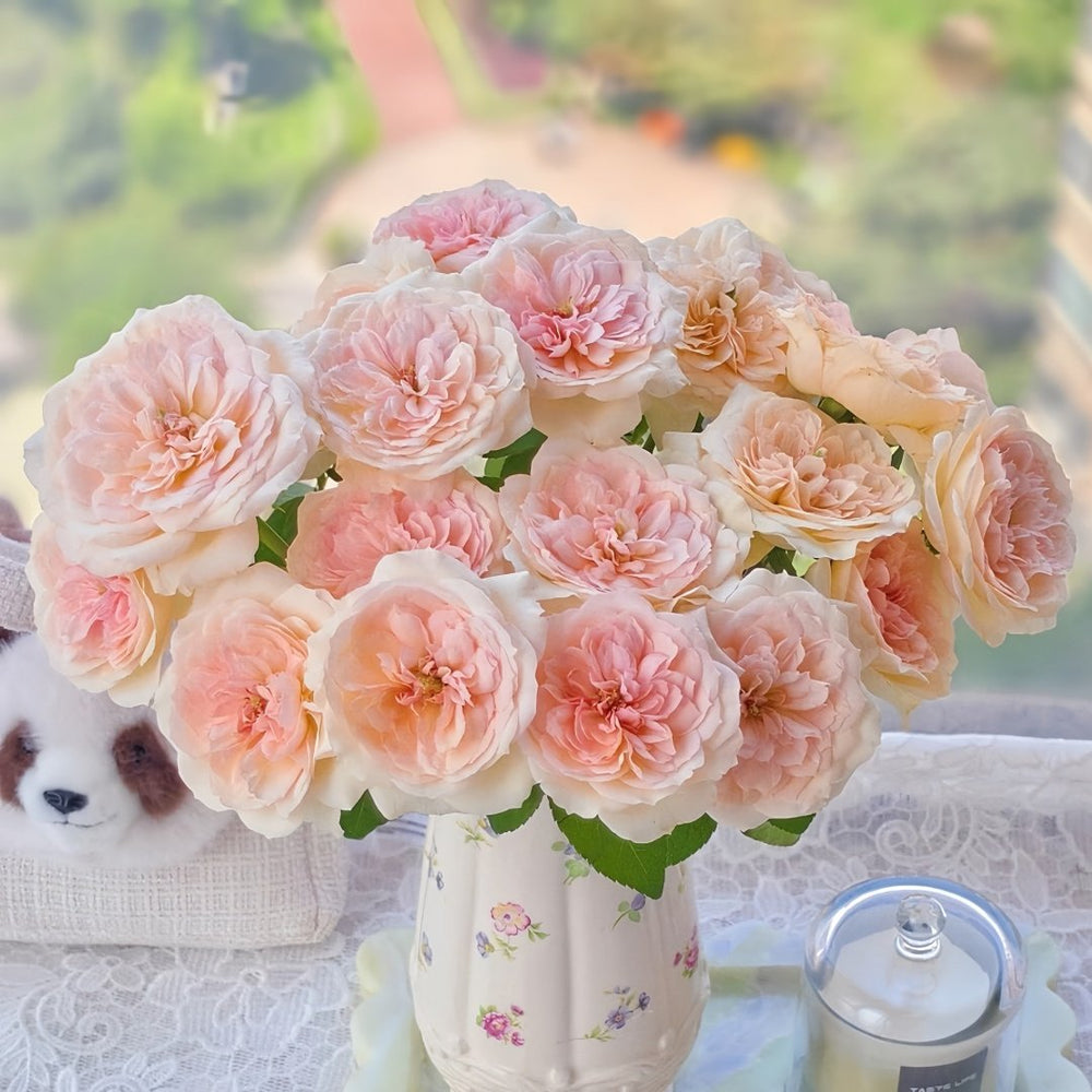 Princess Veil Rose Plant｜公主面纱 image 6