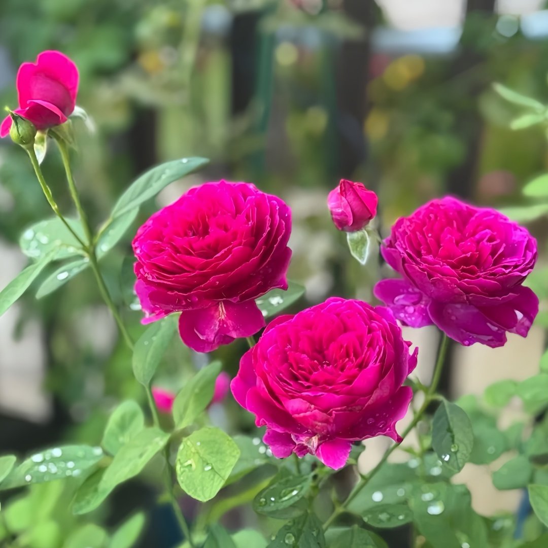 Deep impression Rose Plant|惊鸿 image 8