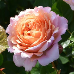 Partner Rose Plant｜伴侣 image 0