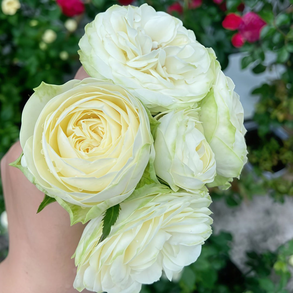 Pure blond Rose Plant｜金发碧眼 image 4