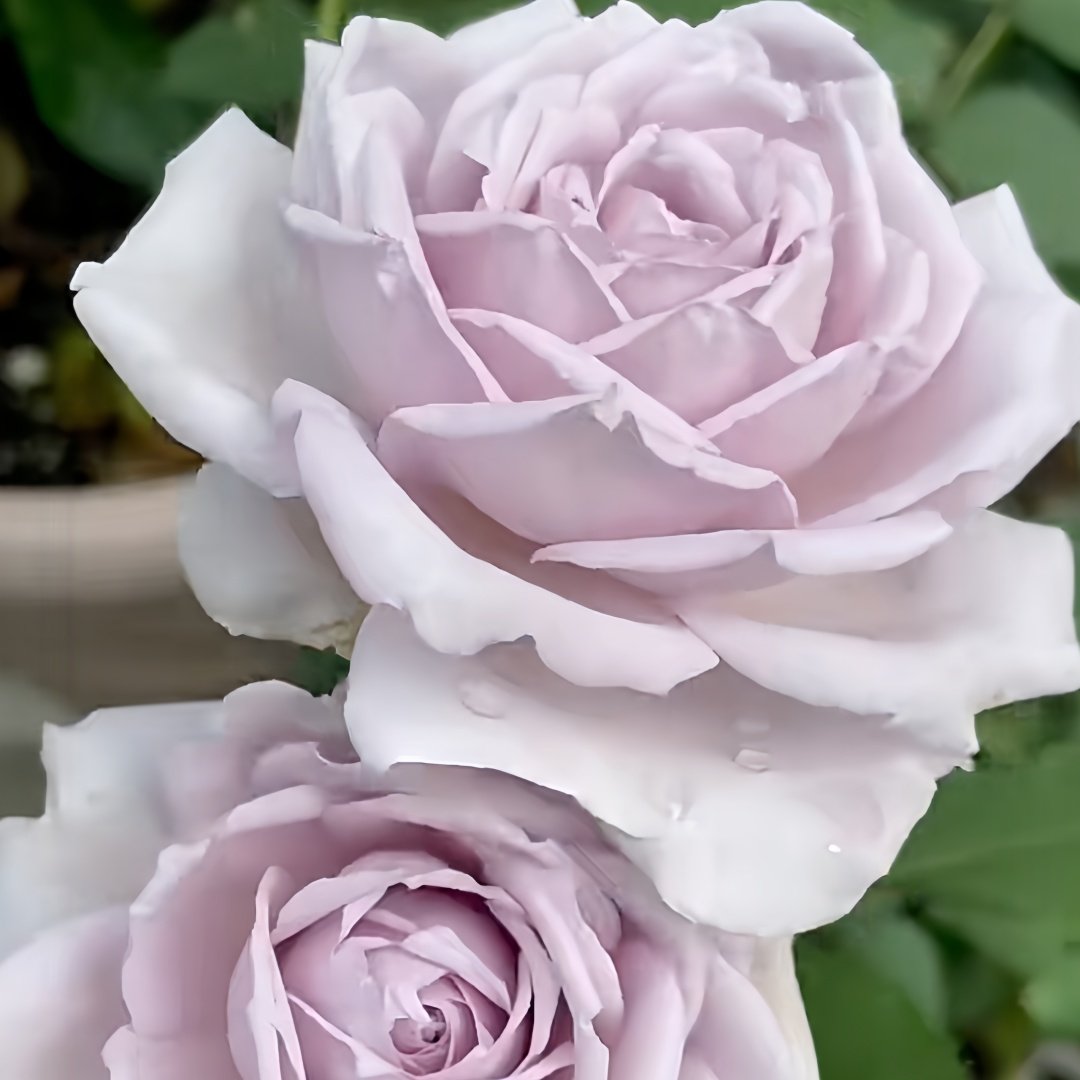 Noble Shine Rose Plant|贵族礼光 image 8