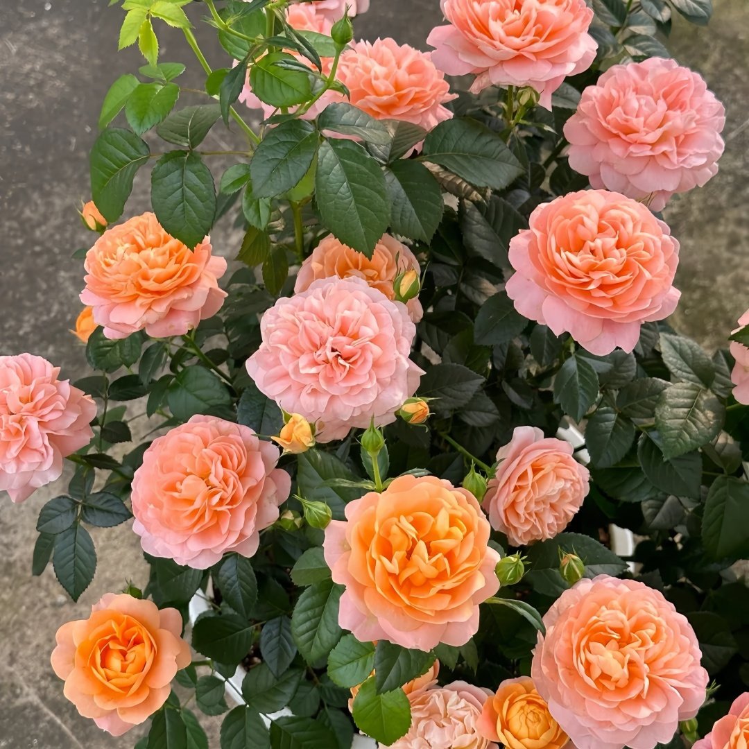 Juicy Terrazza Rose Plant|果汁阳台 image 6